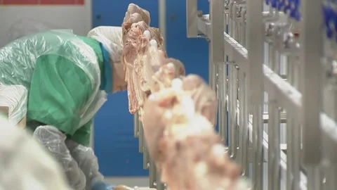 Poultry processing industry. Raw chicken meat production line. Video stock 131365766