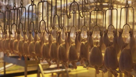 Poultry processing industry. Raw chicken meat production line. Poultry Stock Footage 154594777