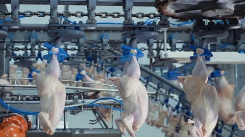 Poultry processing industry. Raw chicken meat production line. Poultry Stock Footage 203952724