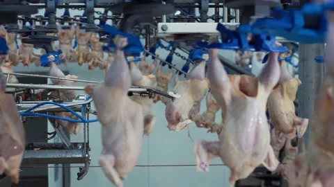 Poultry processing industry. Raw chicken meat production line. Poultry Stock Footage 203953427
