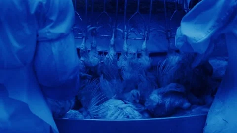 Poultry Processing Line with Hanging Chickens in Blue Industrial Lighting Stock Footage 335952439