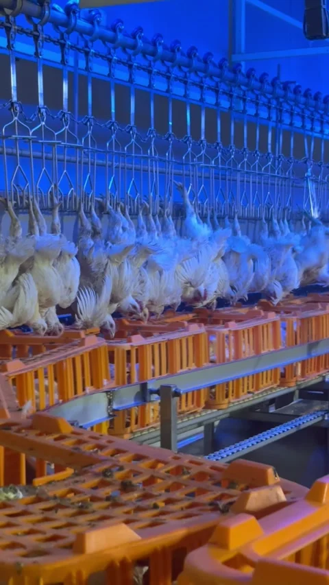 Poultry processing line with hanging chickens in factory, vertical Stock Footage 345163427