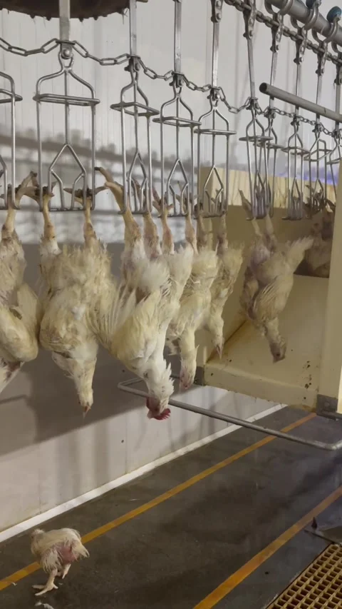 Poultry processing line with hanging chickens in slaughterhouse, vertical Stock Footage 345163428