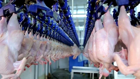 Poultry Processing Line with Raw Chickens Hanging in a Factory Stock Footage 304424075