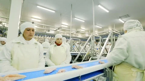 Poultry processing plant line Stock Footage 80873089