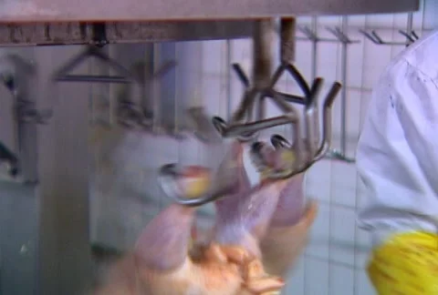 Poultry Processing Plant - Montage Stock Footage 974206