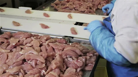 Poultry production process Stock Footage 56174949