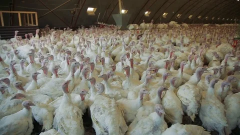 Poultry production. Turkey stock. Farming Stock Footage