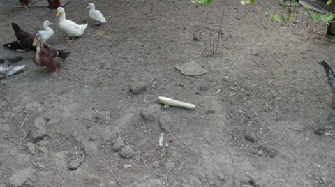 Poultry quickly eat pumpkin Stock-Footage 64640612