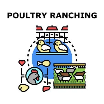 Poultry ranching producing chicken, eggs, and meat Stock Illustration