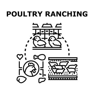 Poultry ranching producing chicken, eggs, and meat Stock Illustration