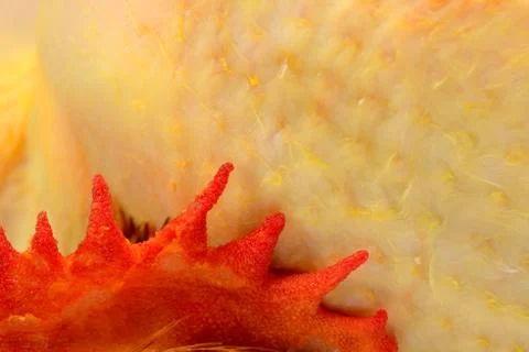 Poultry: raw chicken Foto stock