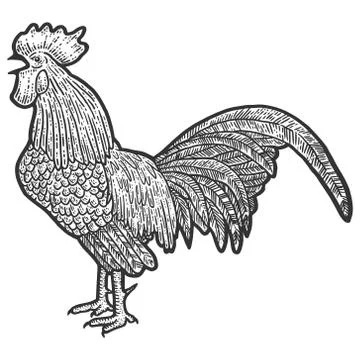 Poultry, rooster. Sketch scratch board imitation. Black and white. Stock Illustration