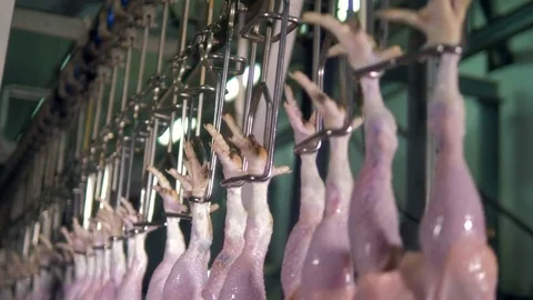 Poultry shackle line full of broilers feet in detail. Stock-Footage 80858272