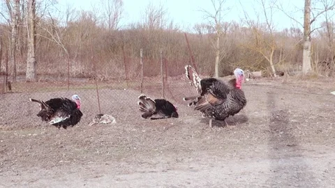 Poultry turkeys Stock Footage 152727831