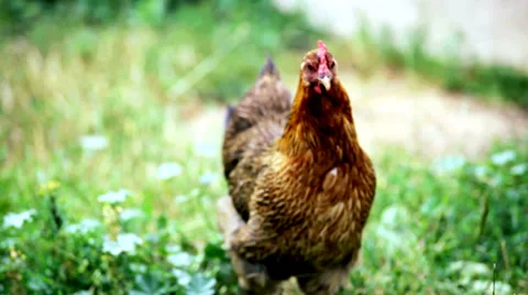 Poultry in village Stock Footage 36965196