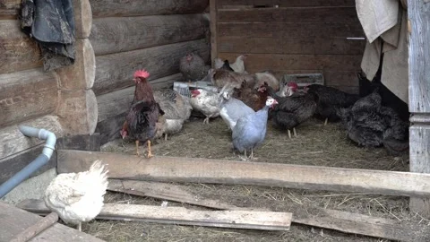 Poultry in the yard in the chicken coop eats food, cleans feathers. Chickens, tu Stock Footage 242802859