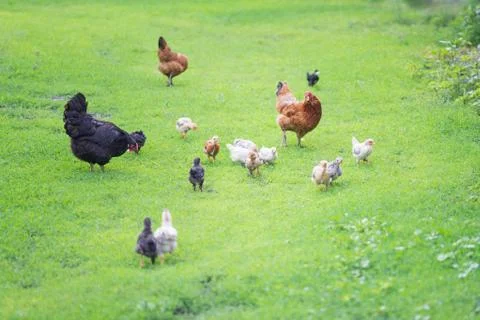 Poultry yard with chickens Stock Photos