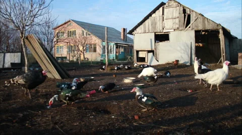 Poultry yard Stock Footage 5750367