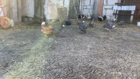 Poultry yard. Video stock 172010016