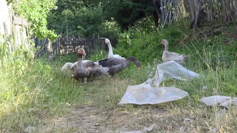 Poultry yard. Gray geese in courtyard of village house Stock Footage 274242653