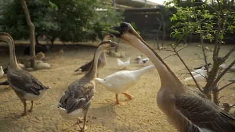 Poultry yard in ZOO Video stock 243405723