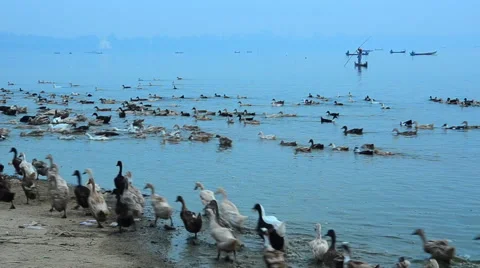 Poultryman herd his ducks around the river, Myanmer Stock Footage 62849486