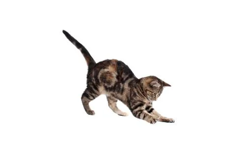 Pouncing Kitten Stock Photos