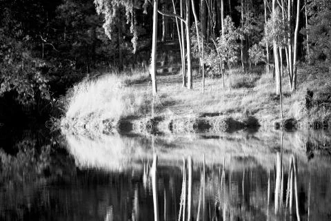 The pound lake and   tree reflection in water 库存照片