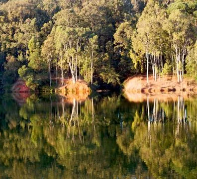 The pound lake and   tree reflection in water 스톡 사진
