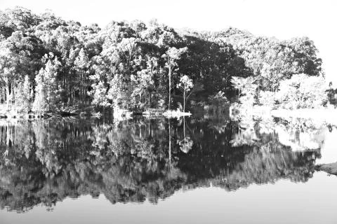 The pound lake and   tree reflection in water 写真素材