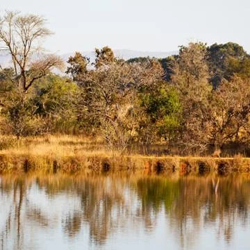 The pound lake and   tree reflection in water 스톡 사진