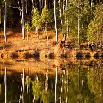 The pound lake and   tree reflection in water 스톡 사진