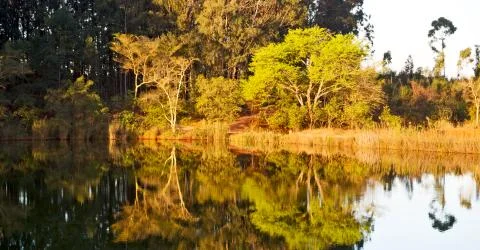 The pound lake and   tree reflection in water 库存照片