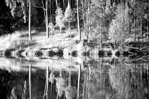 The pound lake and   tree reflection in water 库存照片