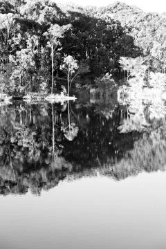 The pound lake and   tree reflection in water 库存照片