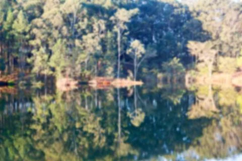 The pound lake and   tree reflection in water 스톡 사진