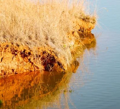 The pound lake and   tree reflection in water 库存照片