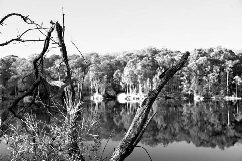 The pound lake and   tree reflection in water 库存照片