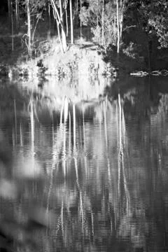 The pound lake and   tree reflection in water 스톡 사진
