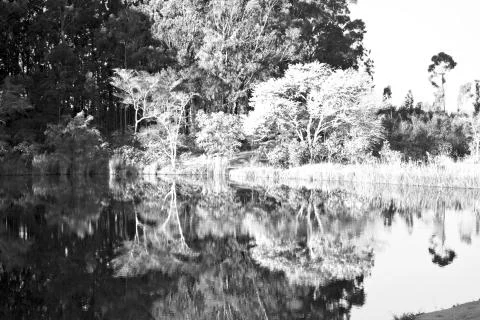 The pound lake and   tree reflection in water Stock Photos
