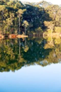 The pound lake and   tree reflection in water 库存照片