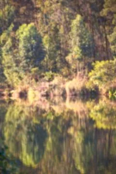 The pound lake and   tree reflection in water 스톡 사진