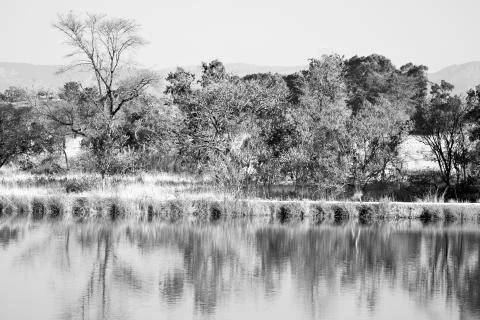 The pound lake and   tree reflection in water Stock Photos