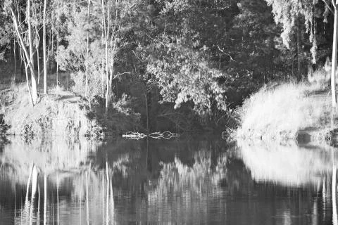 The pound lake and   tree reflection in water 库存照片