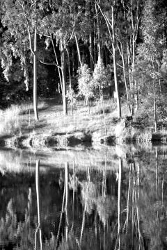 The pound lake and   tree reflection in water Stock Photos
