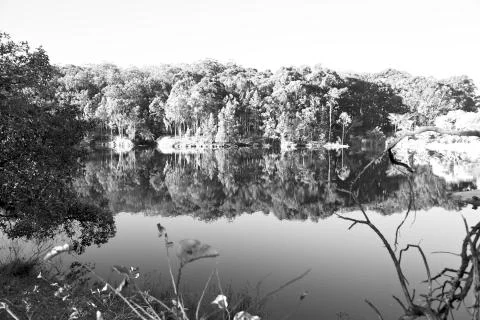 The pound lake and   tree reflection in water 스톡 사진