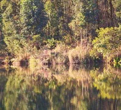 The pound lake and   tree reflection in water 库存照片