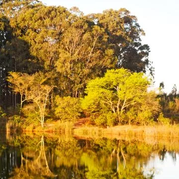 The pound lake and   tree reflection in water 库存照片