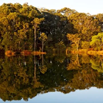 The pound lake and   tree reflection in water 库存照片